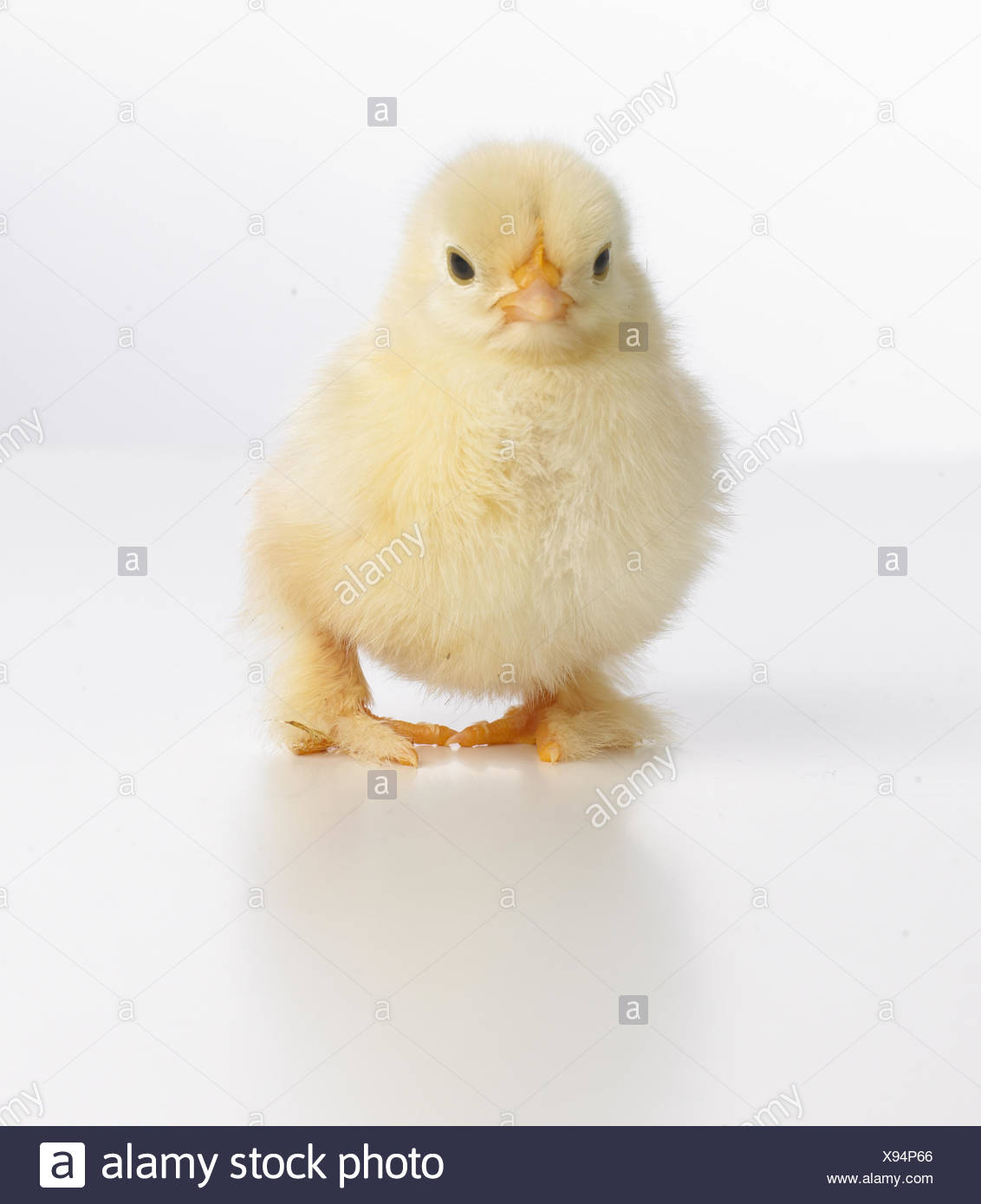 Poussin Jaune Poussin Pekin Photo Stock Alamy Poussin Jaune Poussin Pekin Photo Stock Alamy