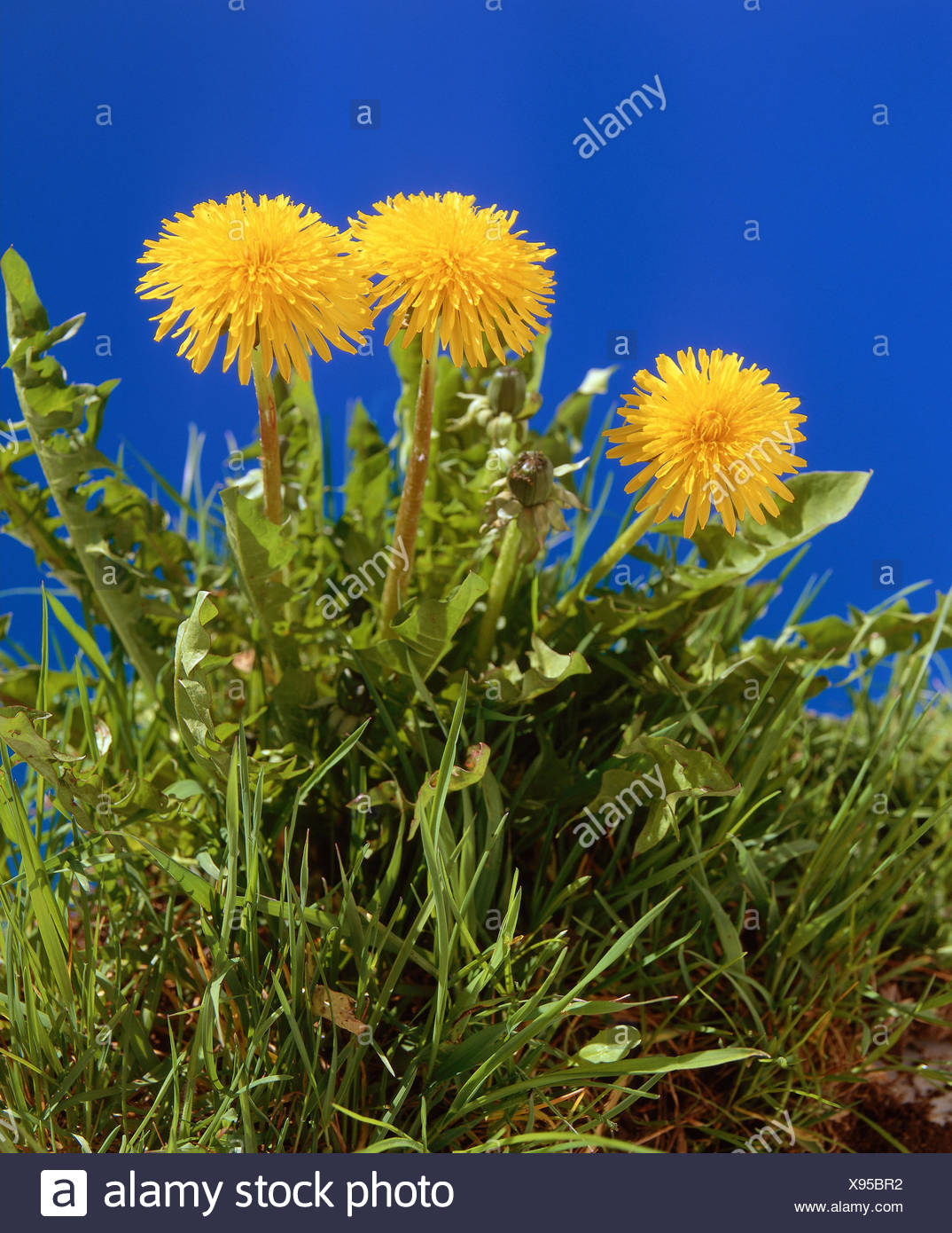 Pré Pissenlit Taraxacum Officinale Pré Des Fleurs Plantes