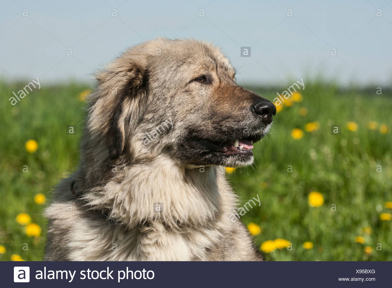 Chien De Berger Du Caucase De Lélevage Chien Gardien