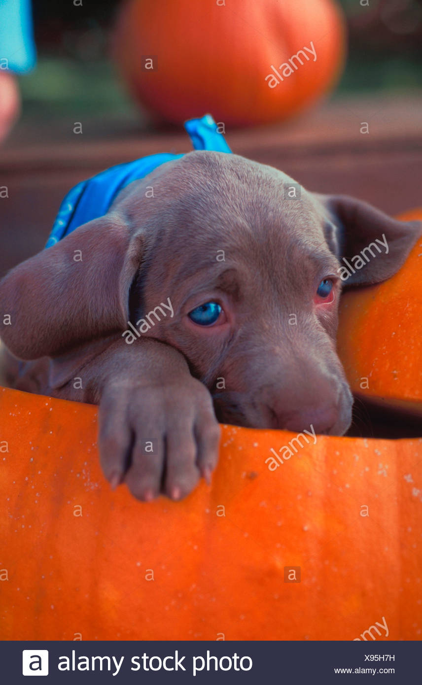 Un Petit Chiot Braque De Gris Aux Yeux Bleus Avec Une Citrouille Witting Photo Stock Alamy