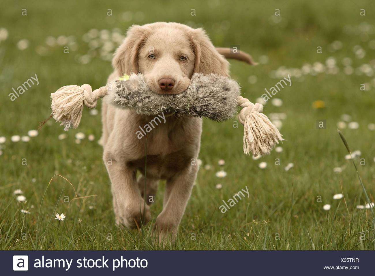 Braque De Weimar A Poil Long Chiot Photo Stock Alamy