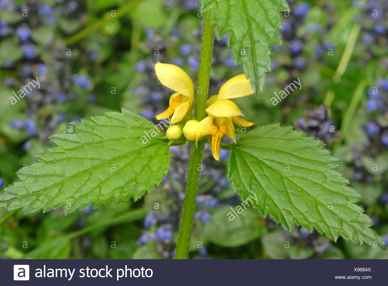 Yellow Bugle Photos Yellow Bugle Images Alamy