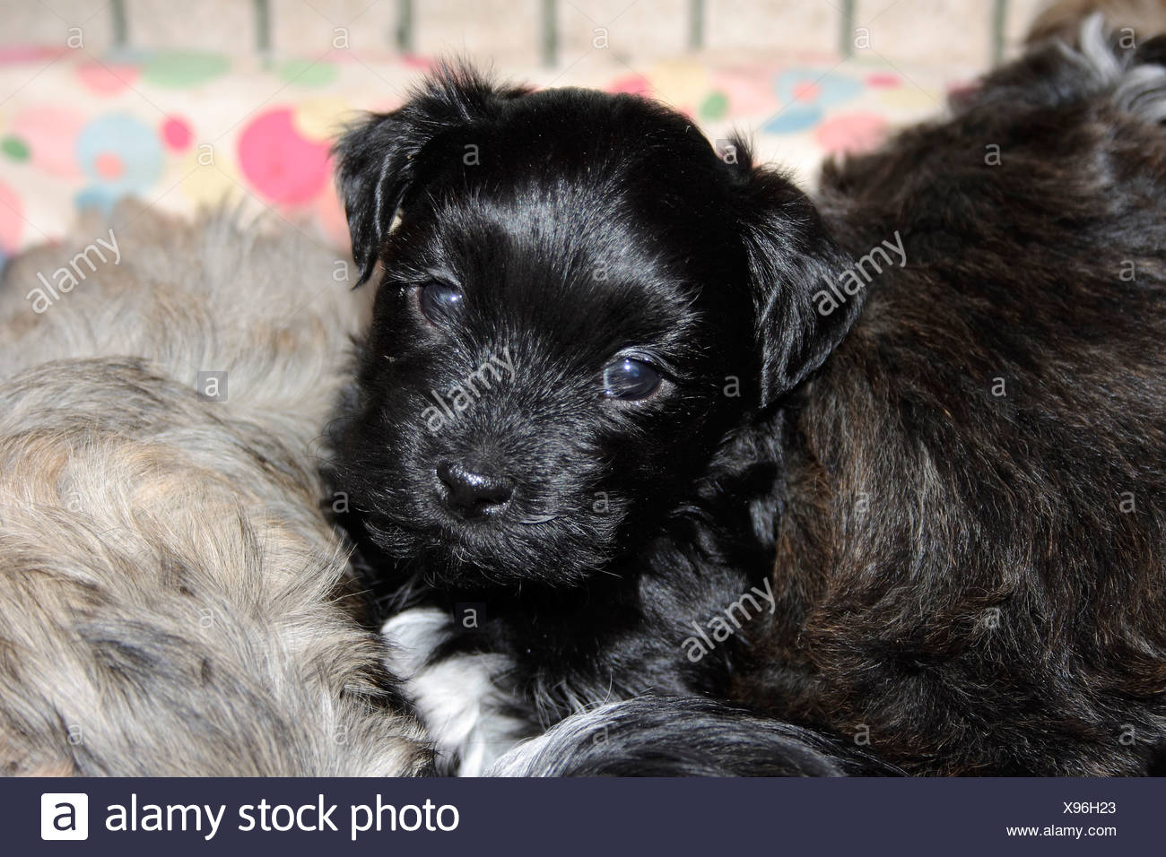 Chiot Bichon Havanais Noir Environ 4 Semaines Photo Stock Alamy