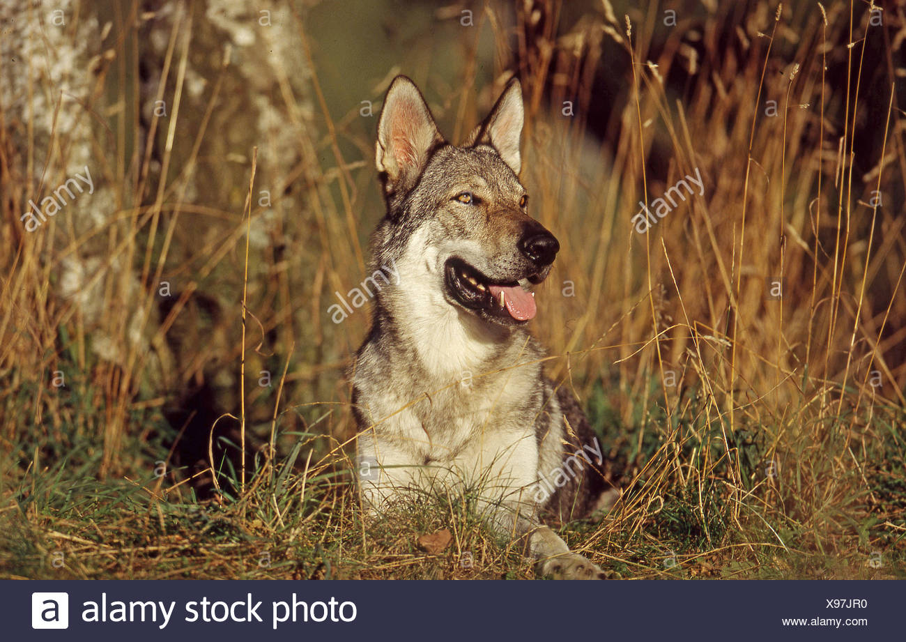 Chien Loup Tchécoslovaque Lying On Meadow Banque Dimages
