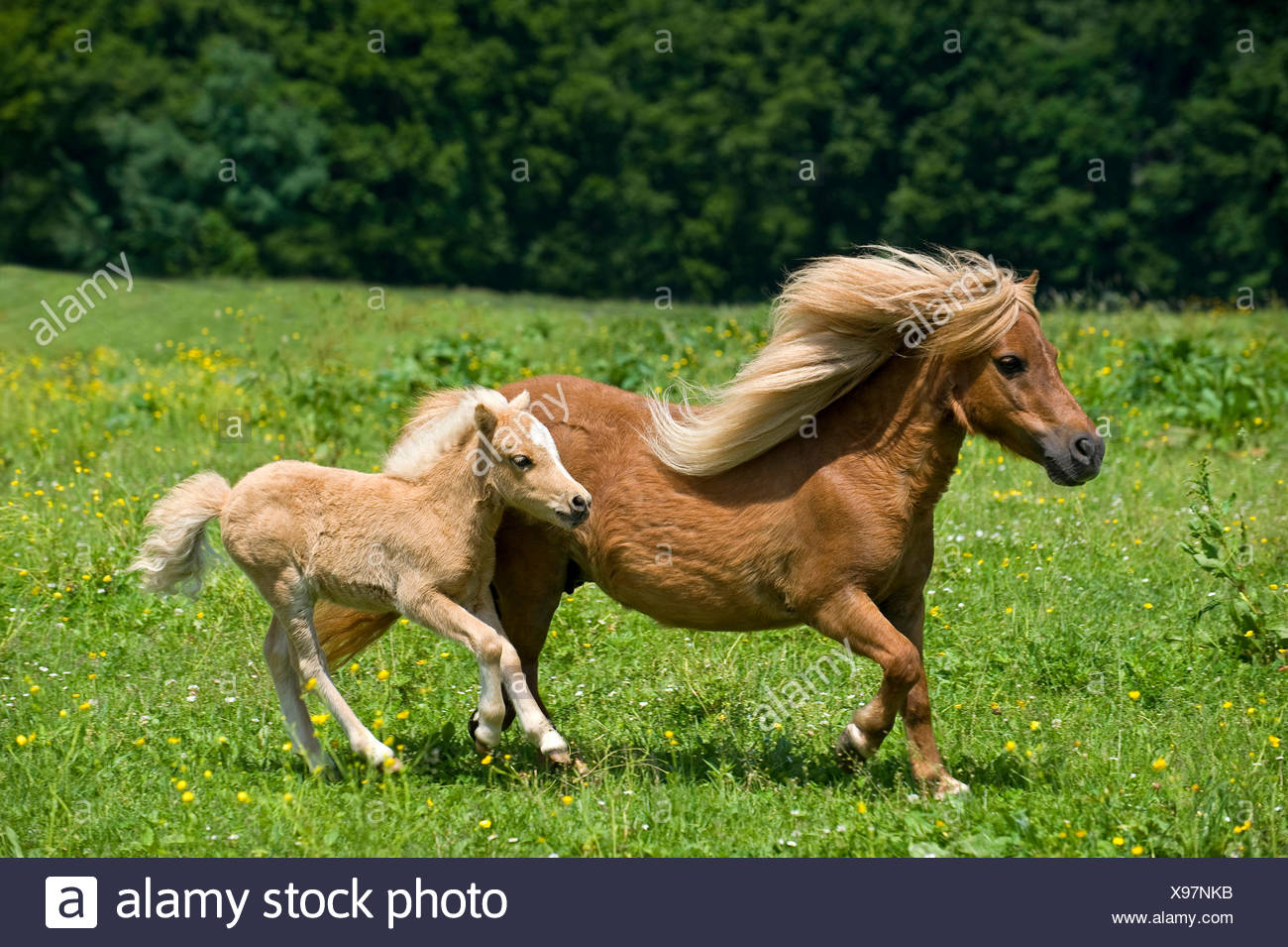 Miniature Shetland Pony Chestnut Foal Banque D Image Et Photos Alamy