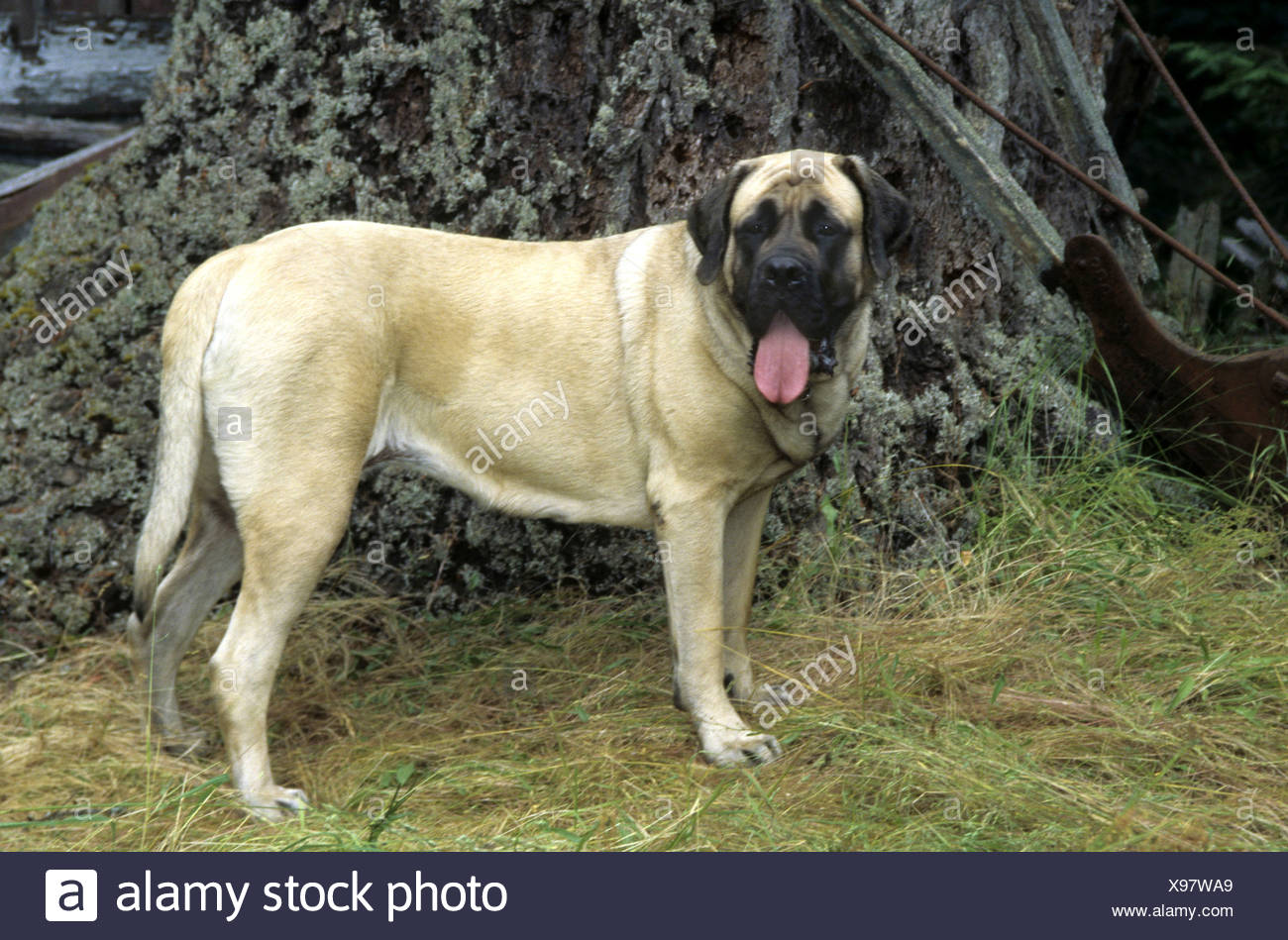 English Mastiff Side View Banque D Image Et Photos Alamy