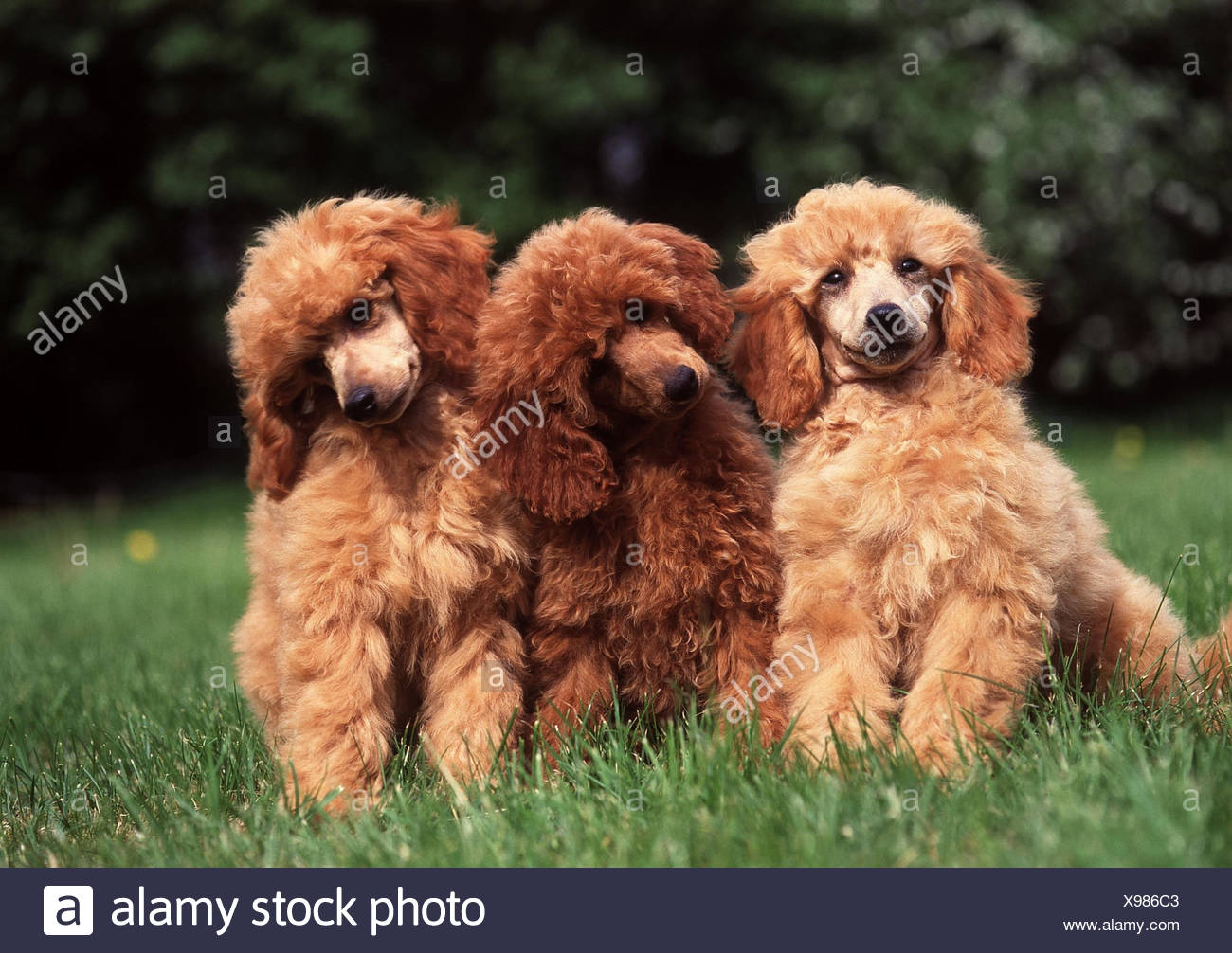 Pré Petit Caniche Trois Sasseoir Les Animaux Les