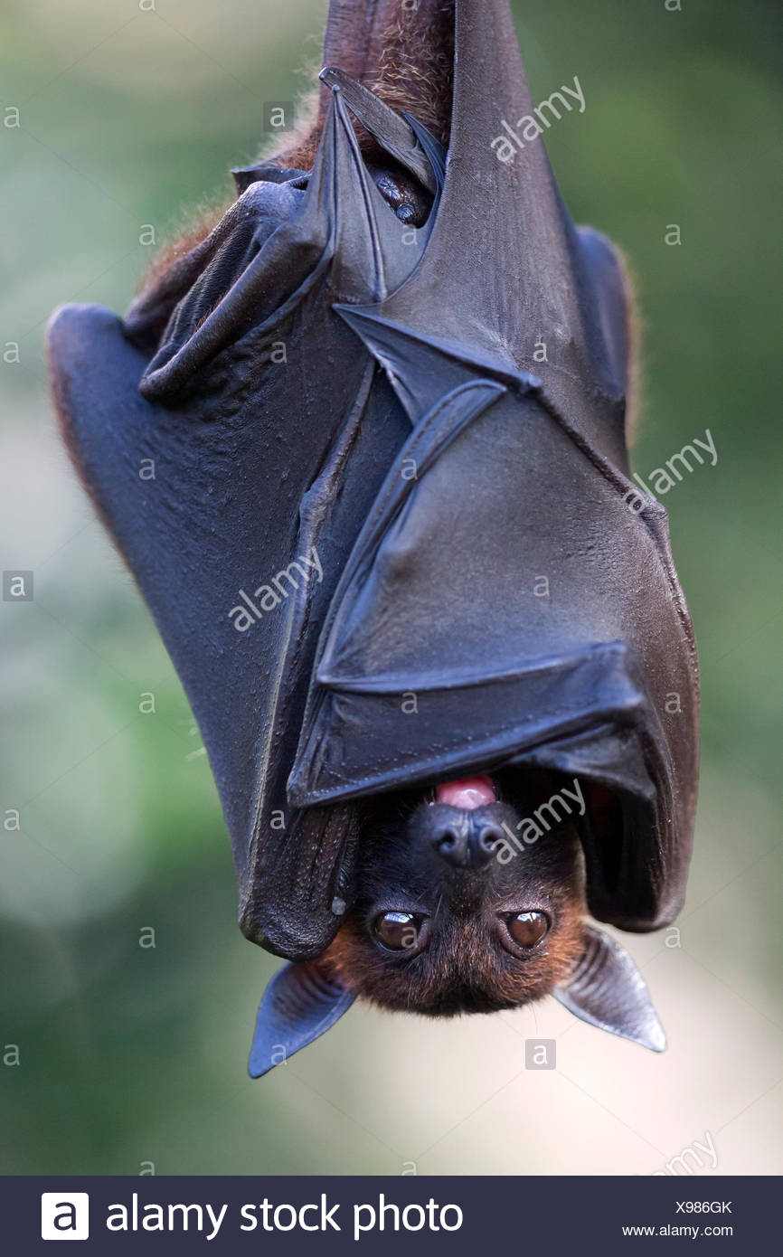 Chauve Souris Banque D Image Et Photos Alamy