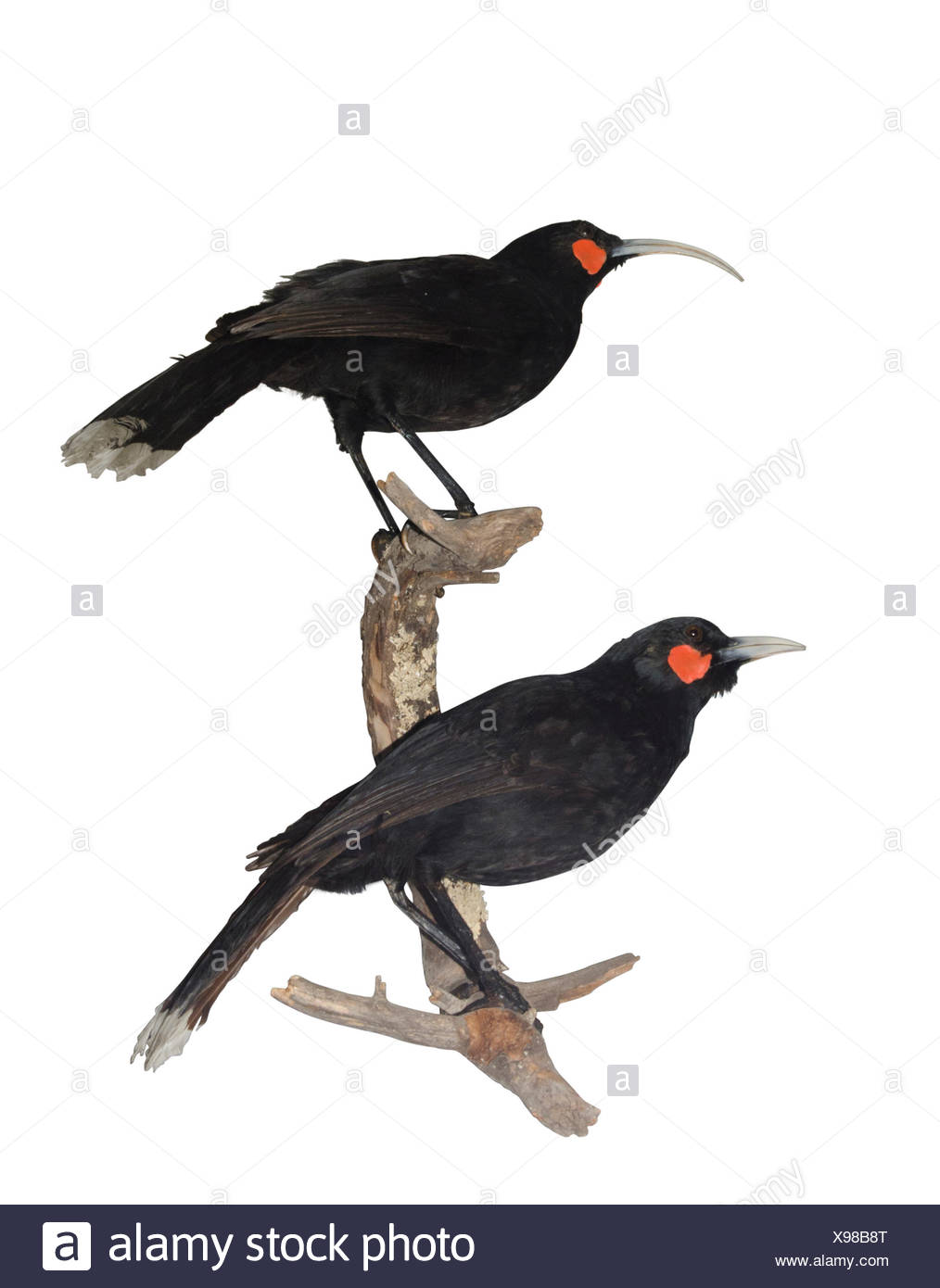 Huia Heteralocha acutirostris. d'espèces disparues de la Nouvelle-Zélande wattlebird, endémique à l'île Nord de la Nouvelle-Zélande. La dernière observation confirmée de Banque D'Images