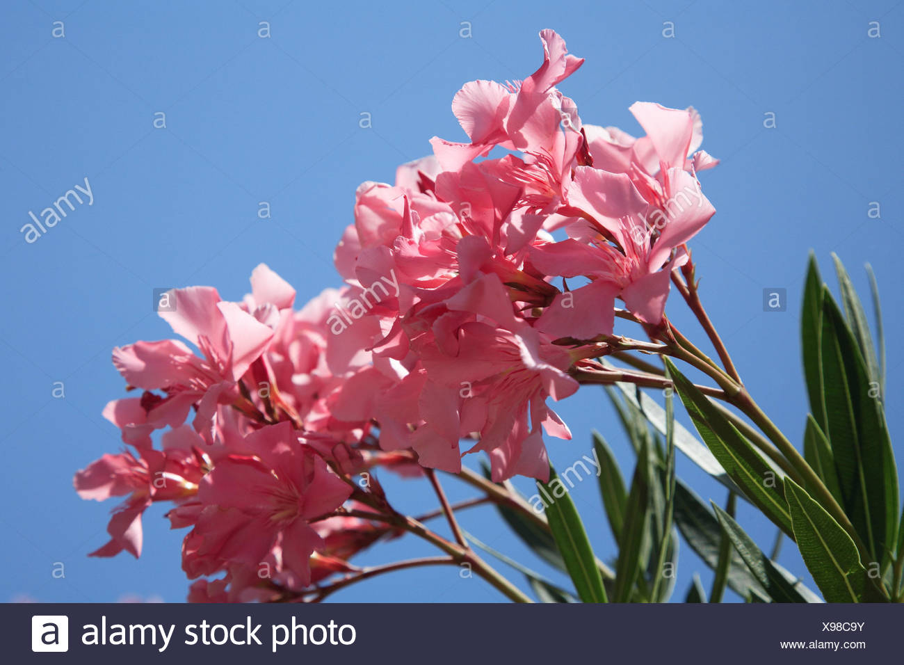 Des Lauriers Roses Fleurs Rose Croatie Dalmatie Lîle