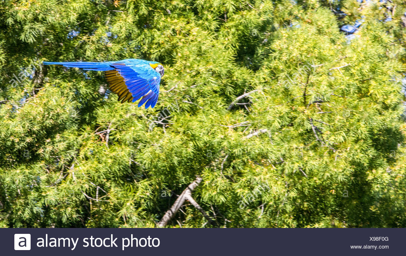Perroquet En Vol Banque D Image Et Photos Alamy