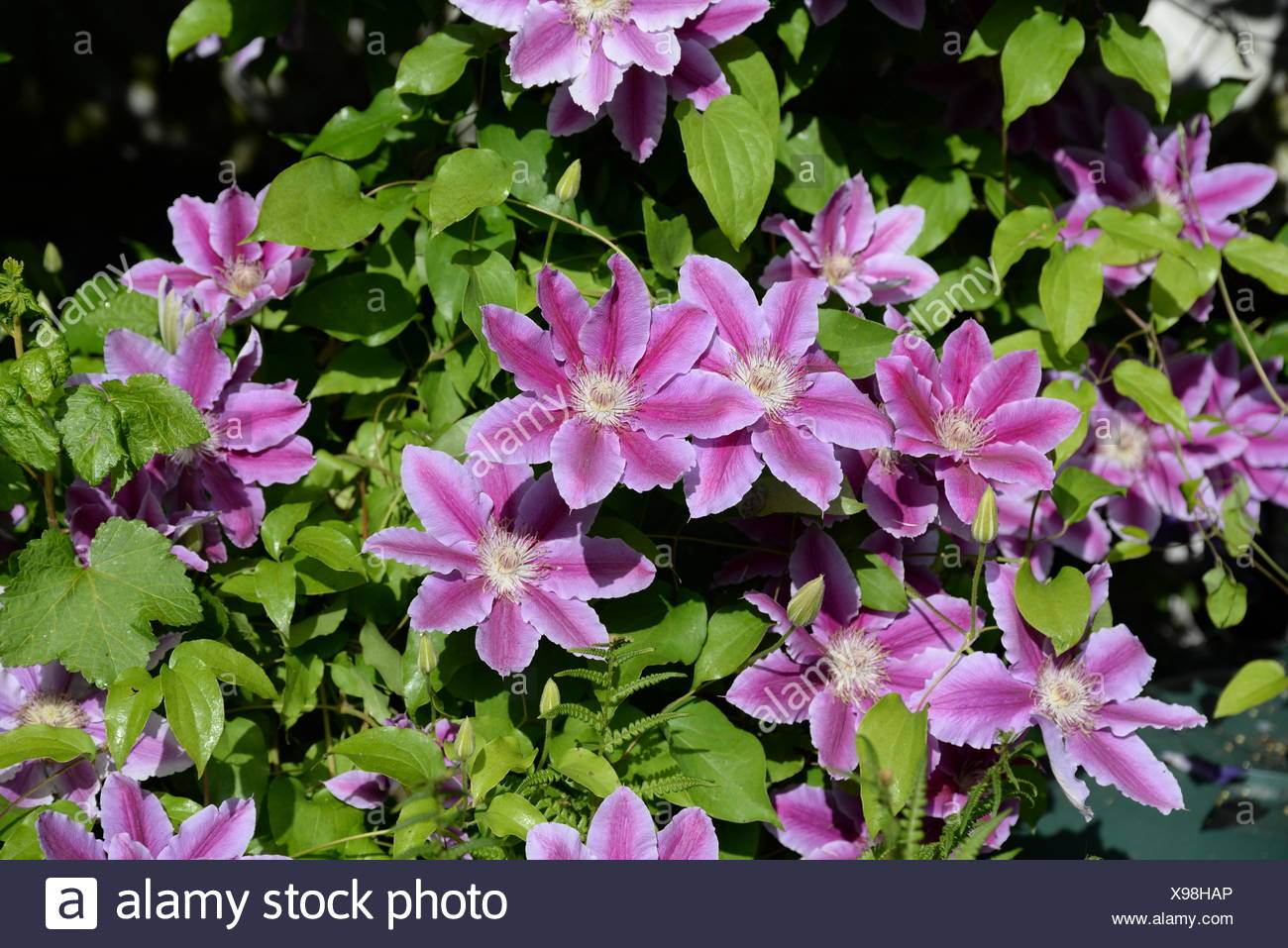 Clematis Waldrebe Blume Rosa Rose Blumen Strauch Busch Bluten Blute Gartenblume Klematis Zierpflanze Gartenblumen Photo Stock Alamy