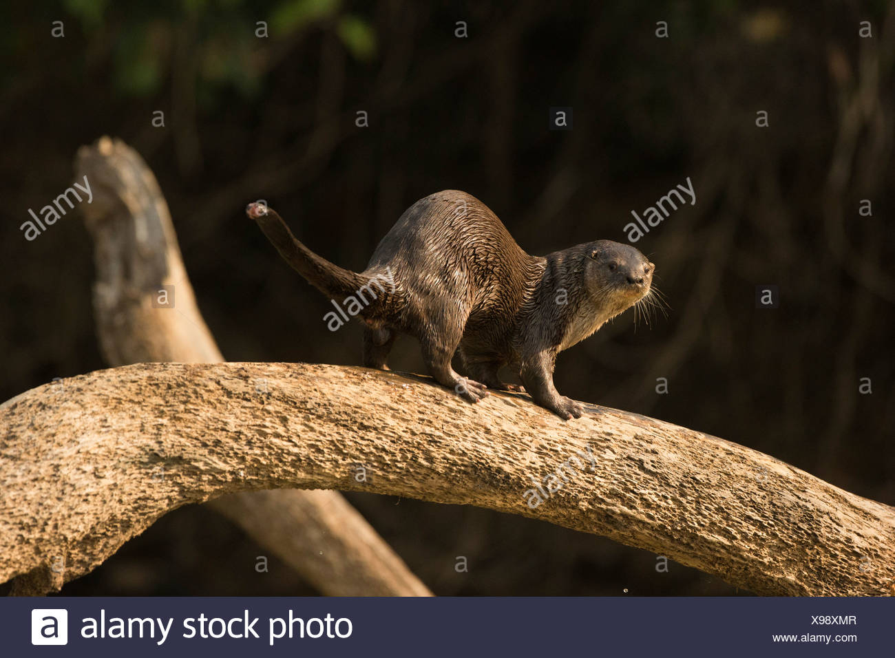Rivière néotropicale/Otter le long de rivière, Mato Grosso, Pantanal, Brésil, Amérique du Sud (Lontra longicaudis) Banque D'Images