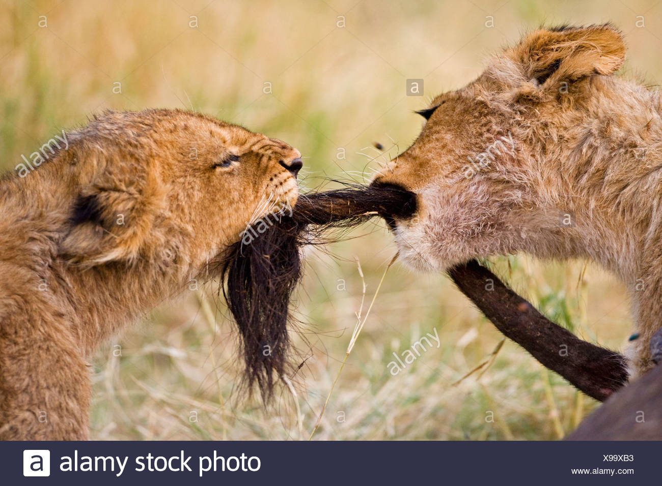 L'Afrique, Botswana, deux oursons lion (Panthera leo) jouant Banque D'Images