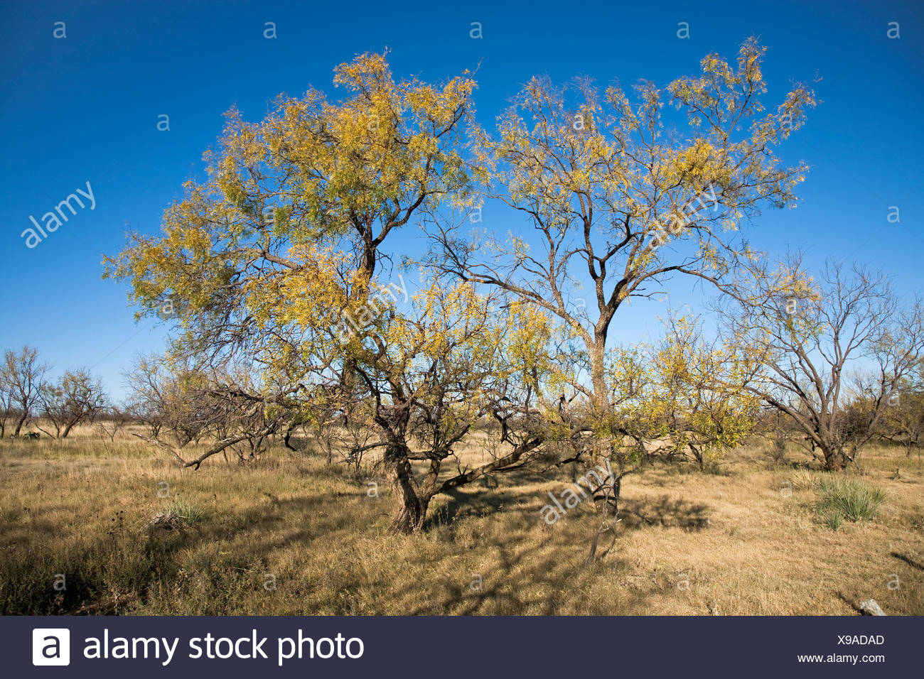 Mesquite plantes, que l'on trouve couramment dans le Texas et le sud-ouest des États-Unis Le bois est utilisé pour le mobilier, le travail du bois et de bois de chauffage/ Texas Banque D'Images