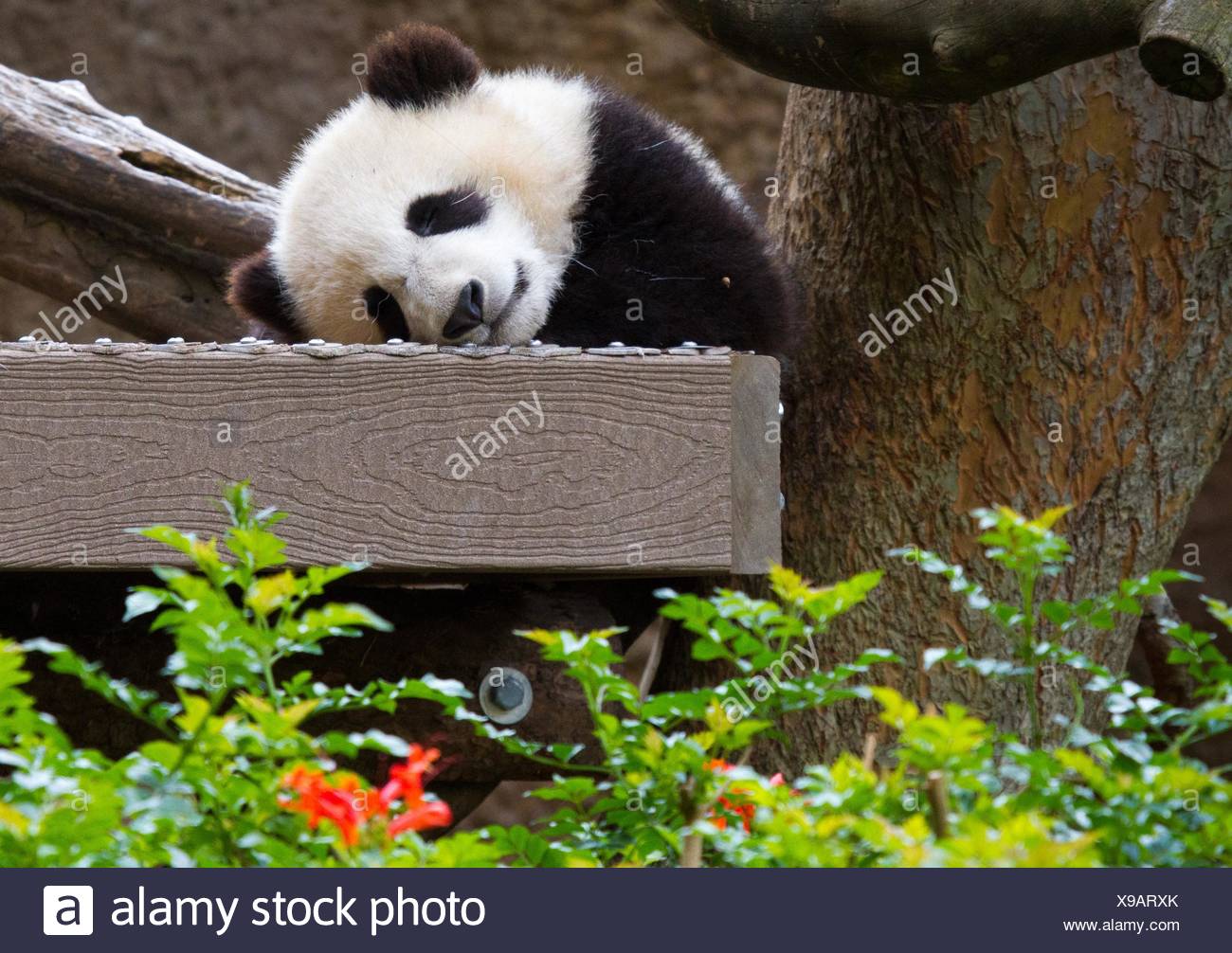 https://c8.alamy.com/compfr/x9arxk/bebe-ours-panda-geant-endormi-en-amerique-du-nord-etats-unis-x9arxk.jpg