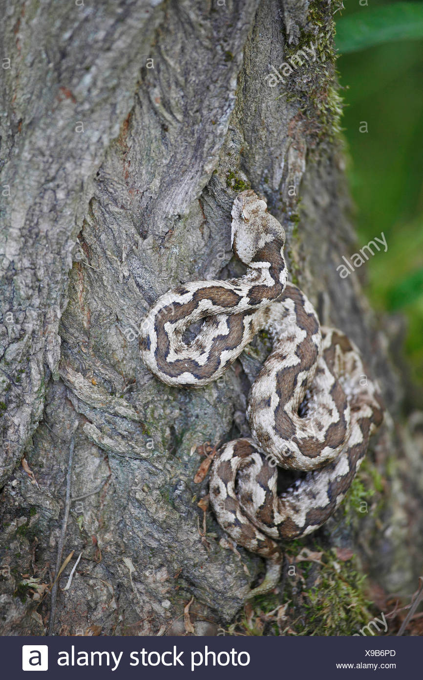 Vipère à cornes-nez à tree / Vipera ammodytes Banque D'Images
