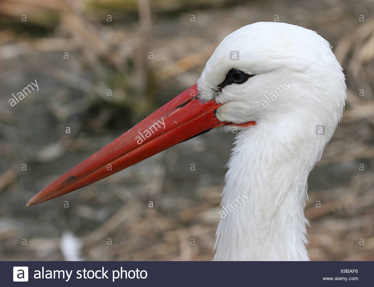 Vue Latérale Dun Oiseau Blanc Avec Bec Rouge Pointu Banque