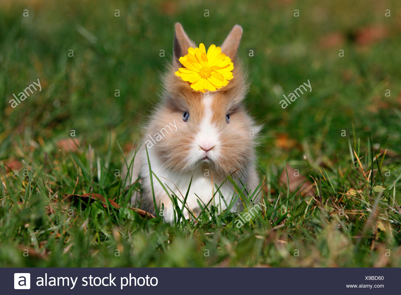 Lapin nain à tête de lion. Les jeunes assis sur un pré, portant une fleur jaune sur sa tête. Allemagne Banque D'Images