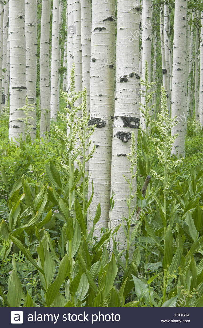 Bosquet de trembles avec écorce blanche et fleurs sauvages poussant dans leur ombre Banque D'Images