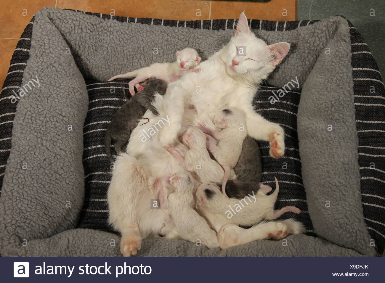 Les No De Cat Chat Blanc Avec Les Chatons Nouveau Nes 2 Jours Photo Stock Alamy