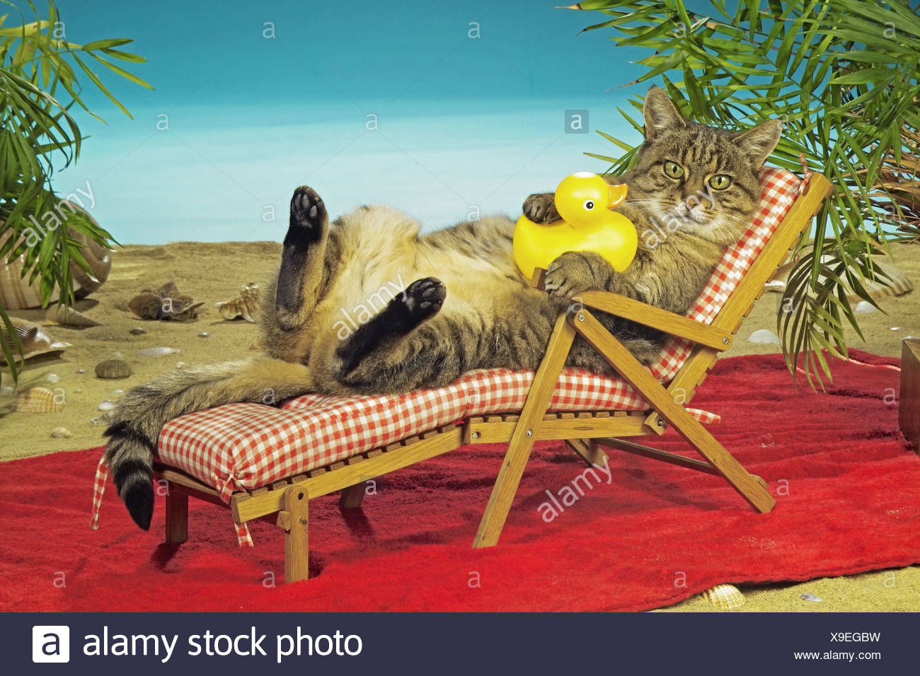 Chat Domestique Chat Sur Chaise Longue Photo Stock Alamy