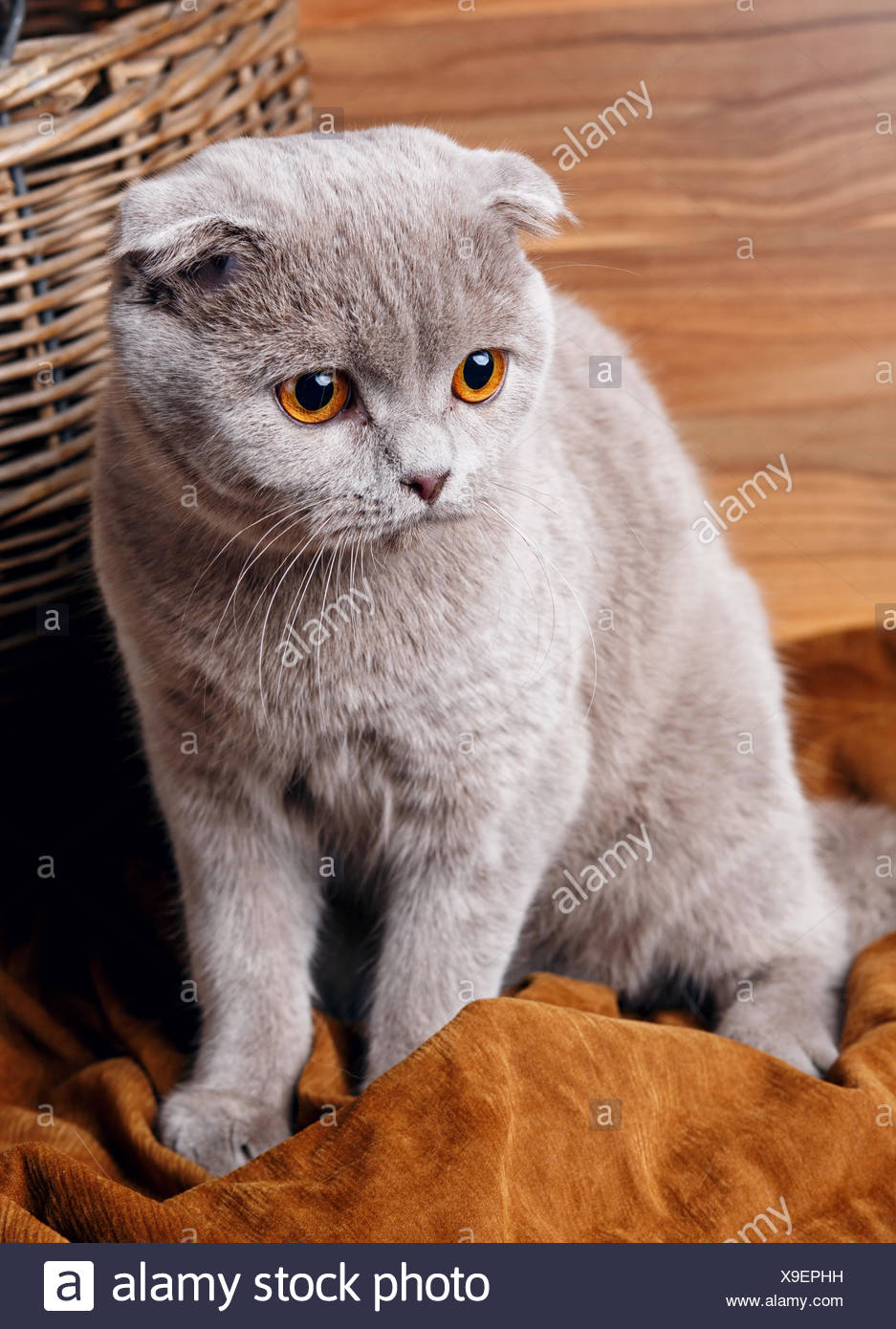 Chat Gris Avec Des Yeux Jaunes Scottish Fold Photo Stock Alamy Chat Gris Avec Des Yeux Jaunes Scottish Fold Photo Stock Alamy