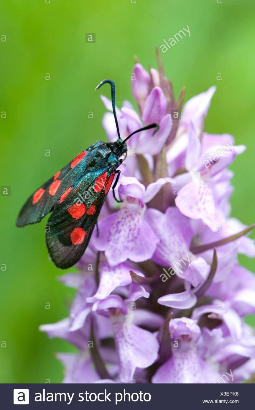 Six-Spot Burnet Moth, Zygaena filipendulae, la baie de Sandwich, Kent, UK Banque D'Images