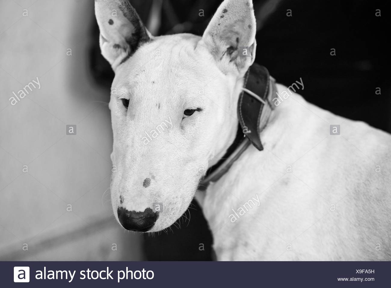 Chien De Race Bull Terrier Laccent Sur Le Chien Noir Et