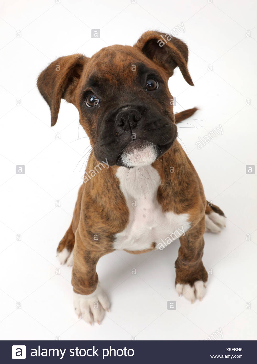 Chiot Boxer Bringe Assis En Haut Photo Stock Alamy