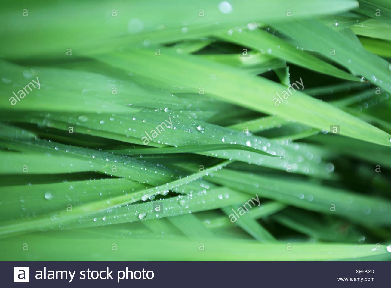 Brins d'herbe avec des gouttes d'eau, Close-up Banque D'Images