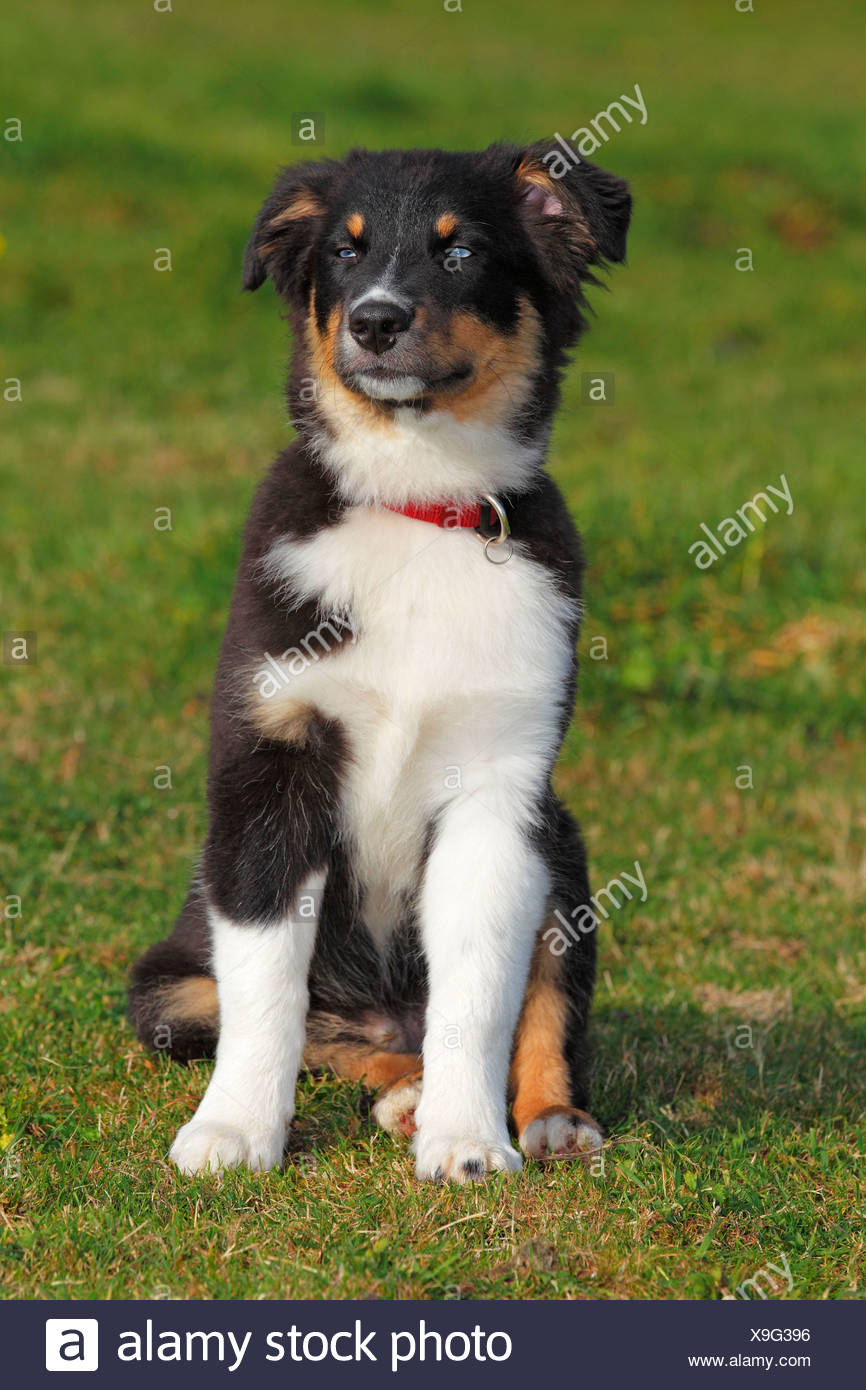 Chien De Berger Australien Chiot Tricolore Noir Aux Yeux