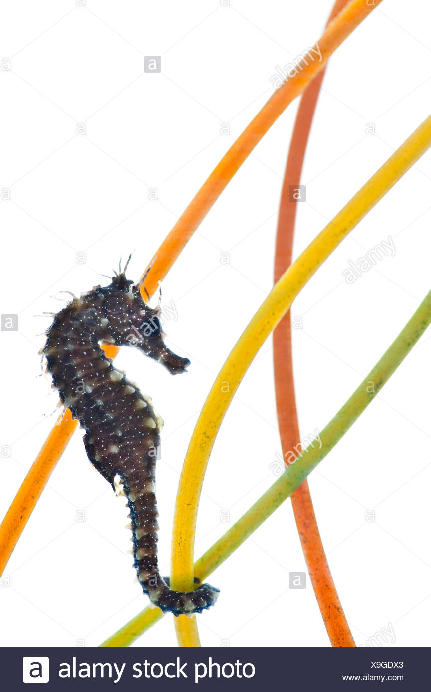 Hippocampe Du Nord Banque D Image Et Photos Alamy