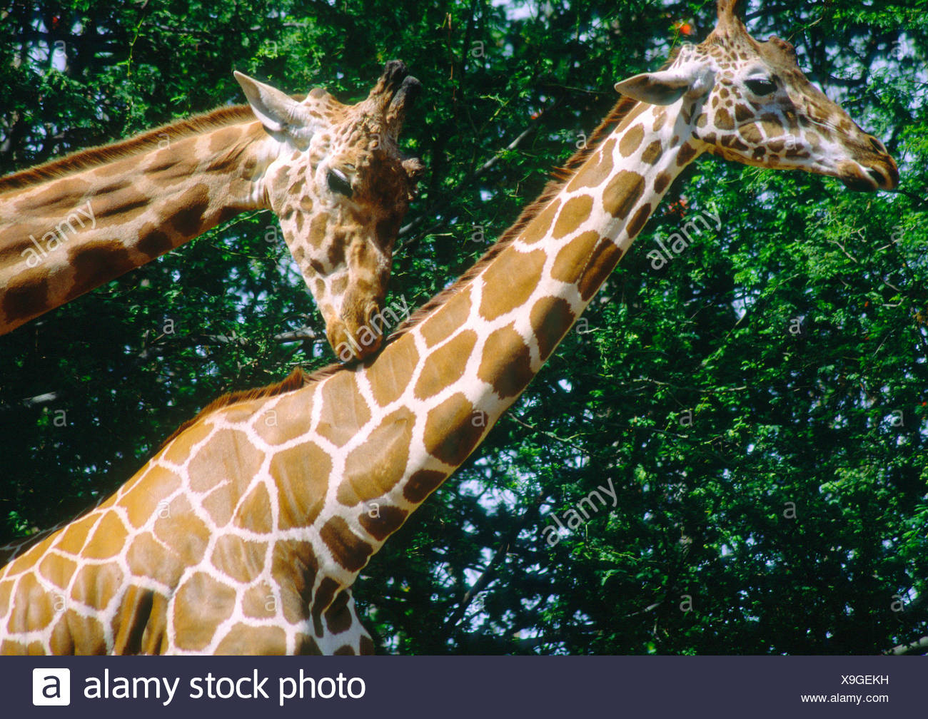 Les Girafes (Giraffa camelopardalis) Banque D'Images