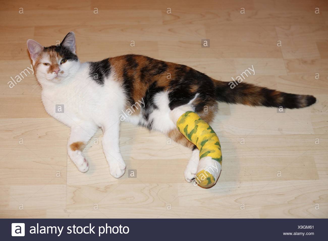 Chat Avec Jambe Cassee Photo Stock Alamy Chat Avec Jambe Cassee Photo Stock Alamy