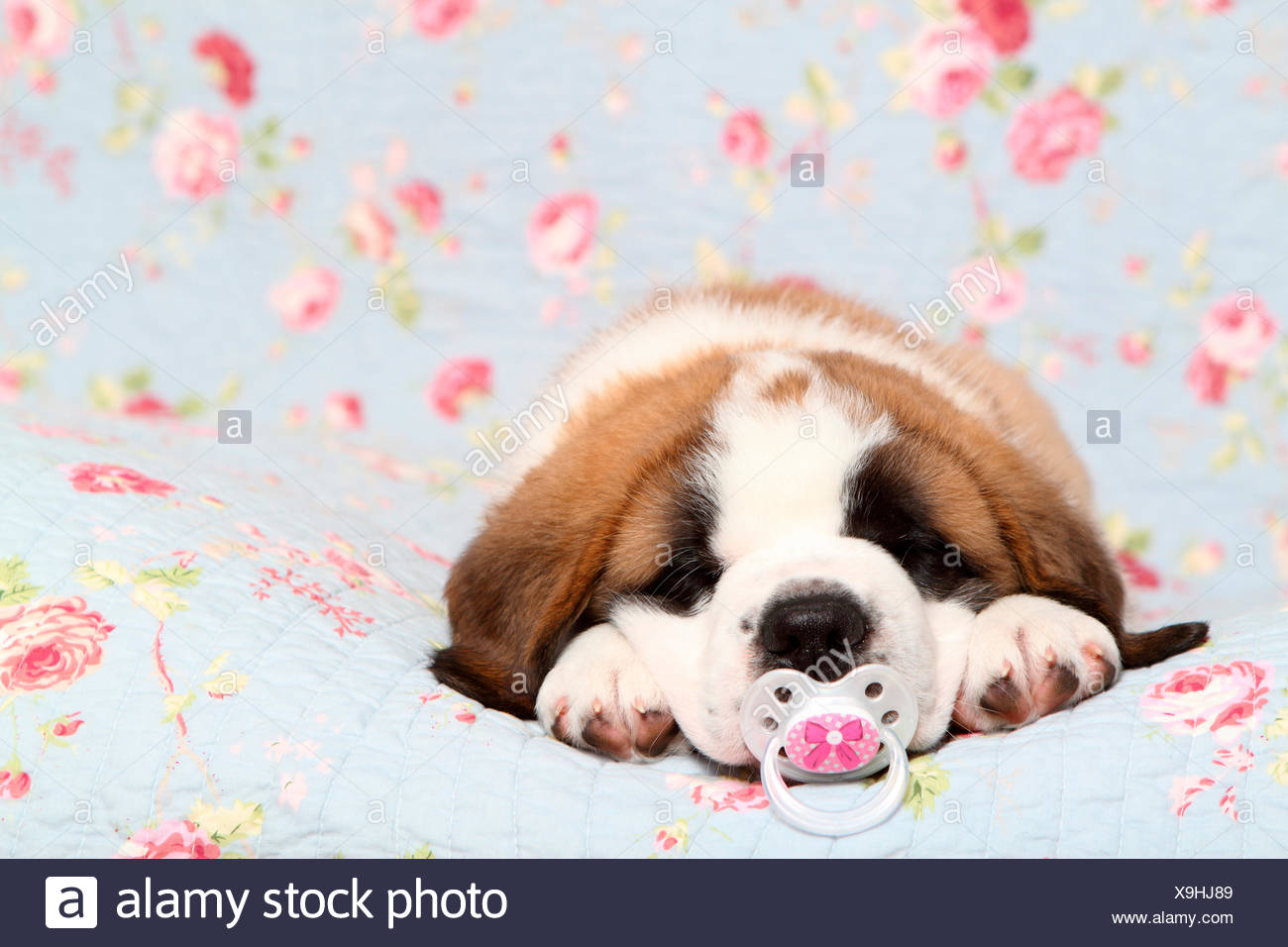 Photo De Saint Bernard Bebe Pachinko Love