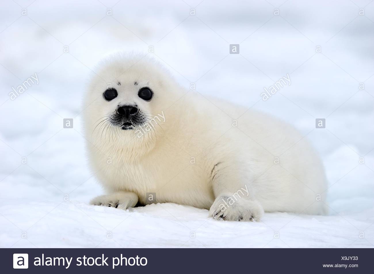 Le Phoque Du Groenland Phoque Blanc 4 A 14 Jours Sur La Glace Phoca Groenlandicus Madeleine Quebec Canada Photo Stock Alamy Le Phoque Du Groenland Phoque Blanc 4 A 14 Jours Sur La Glace Phoca Groenlandicus Madeleine Quebec Canada Photo Stock Alamy