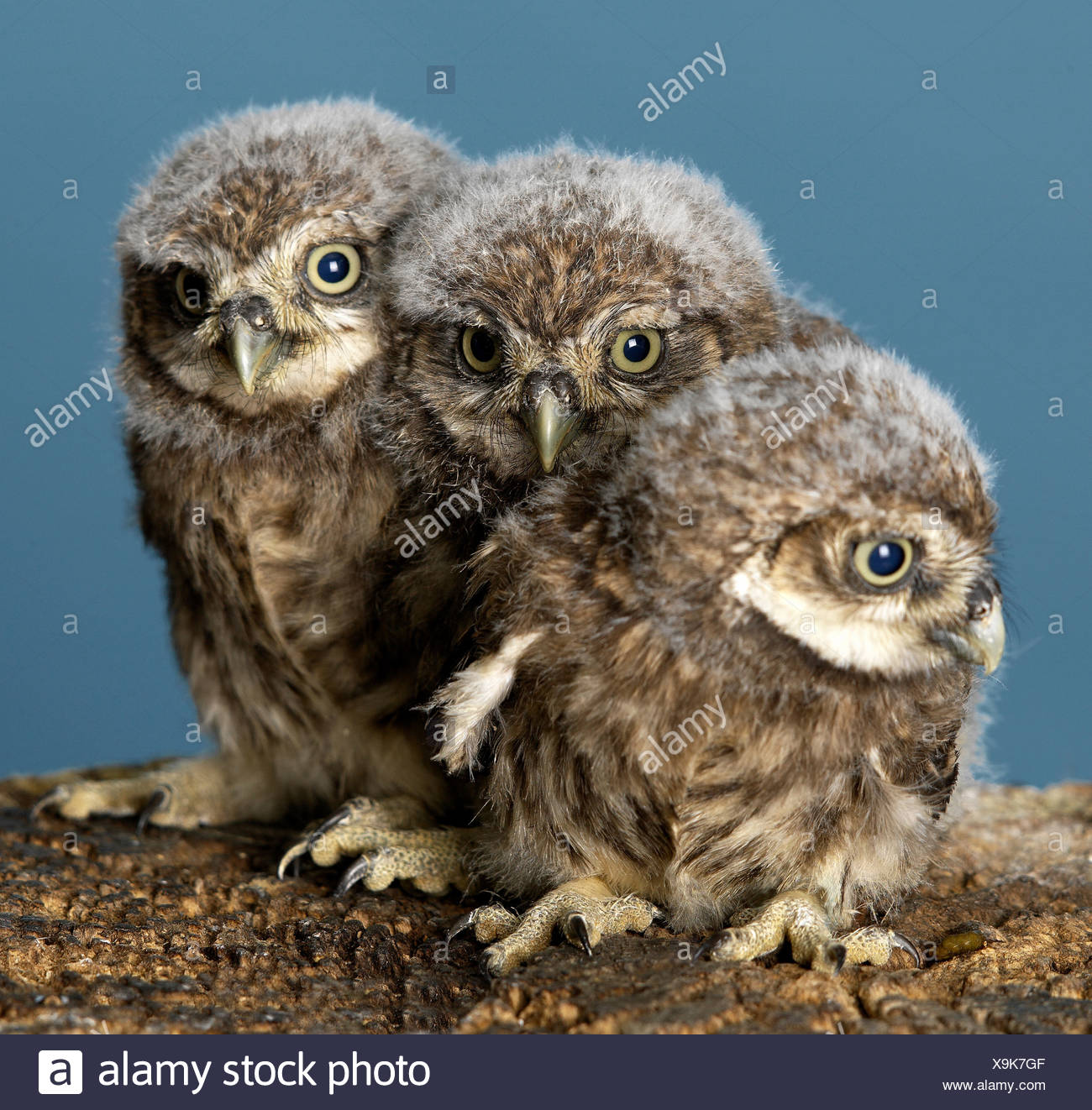 Bebe Chouette Banque D Image Et Photos Alamy