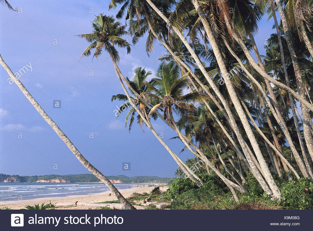 Sri Lanka Weligama Plage Des Palmiers Dasie Du Sud île