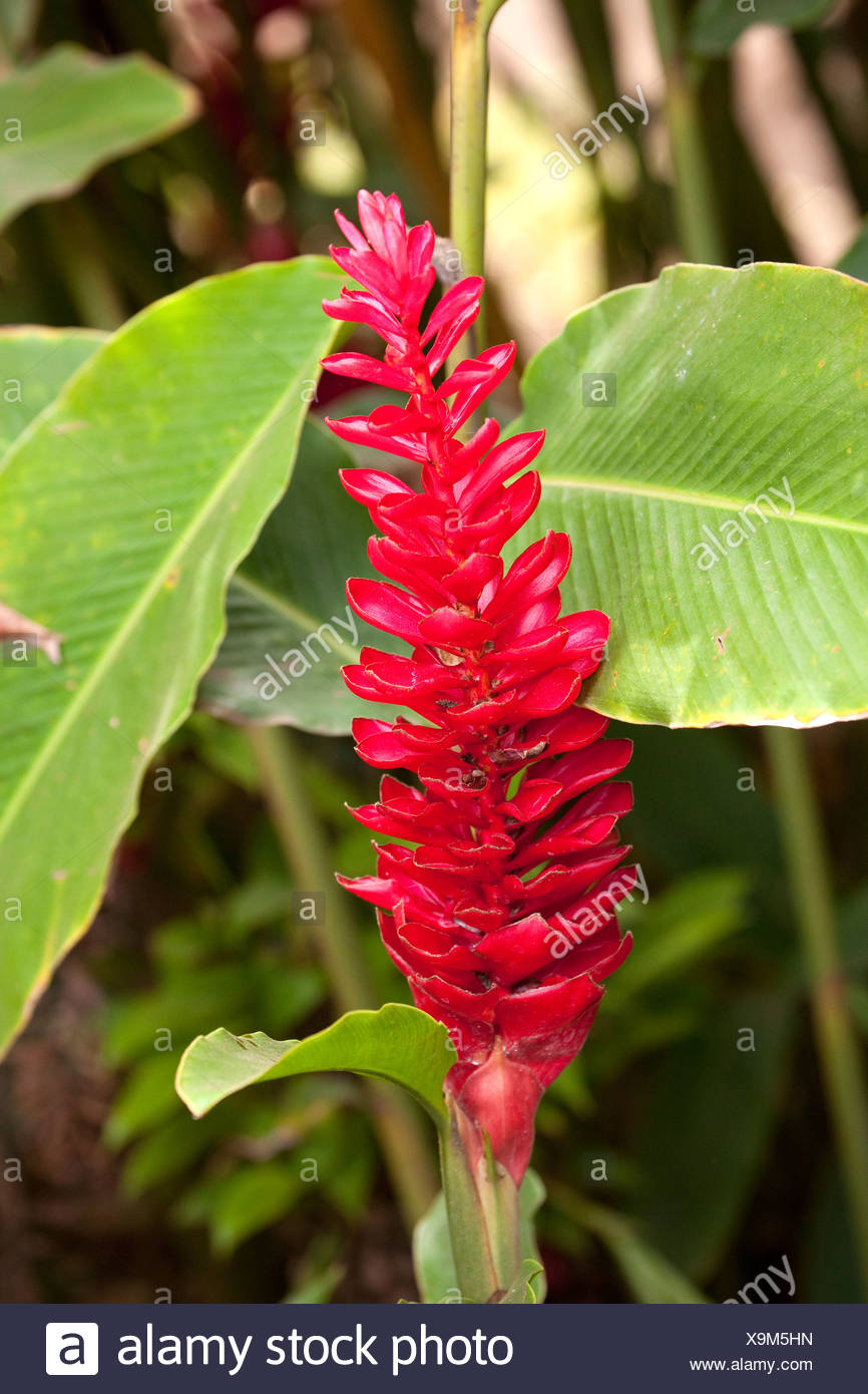 Alpinia Purpurata Rouge Fleur De La Réunion Océan Indien