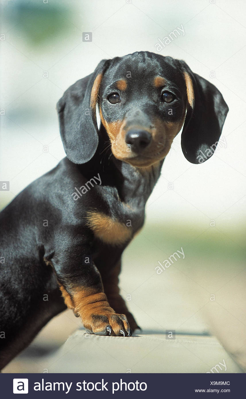 Teckels Animal Animaux Chien Chiens Canidae Mammifere