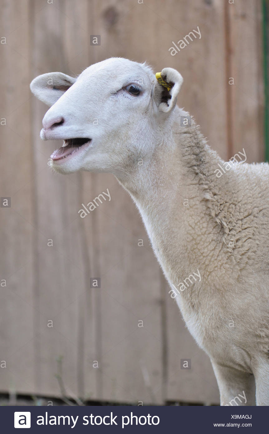 TÉLÉCHARGER BÊLEMENT DE MOUTON MOUTON DE TÉLÉCHARGER BÊLEMENT