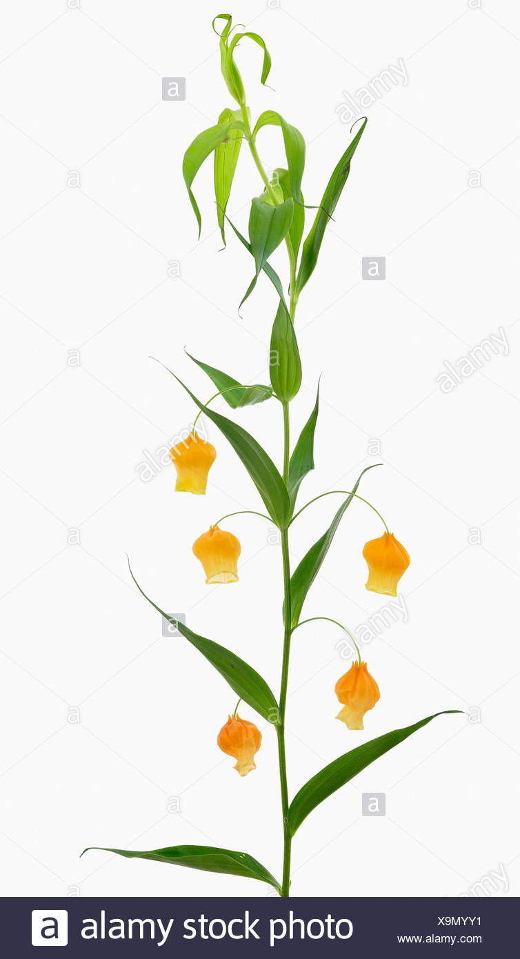 Sandersonia Aurantiaca Cloches De Noël Fleurs Jaunes à