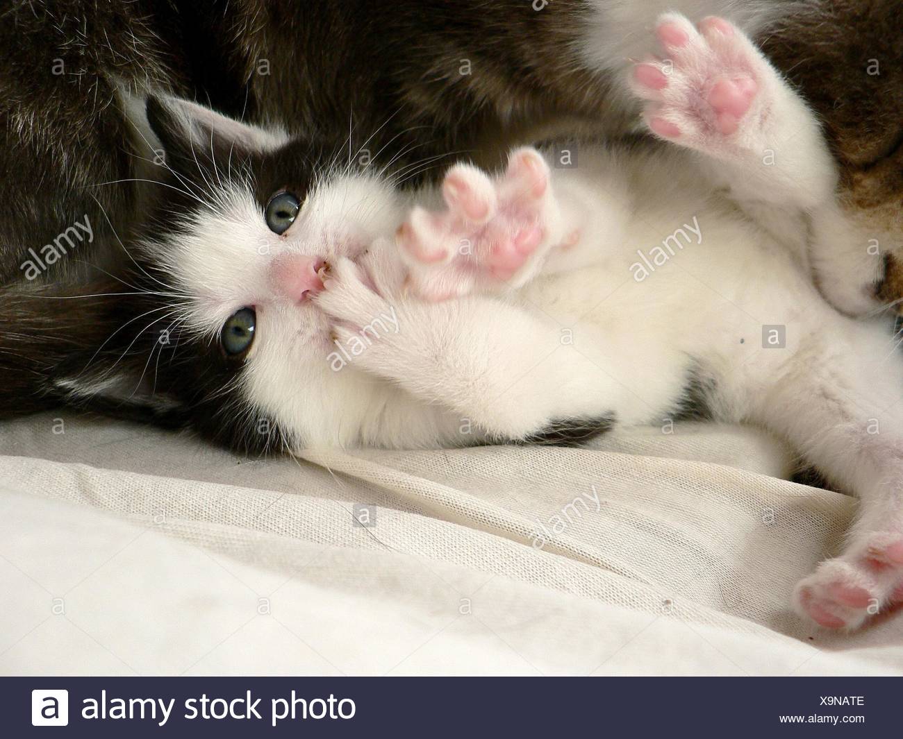 Peur Bebe Cub Paw Paws Bebe Chat Chaton Mignon Domestique Cat Pussycat Oups Photo Stock Alamy Peur Bebe Cub Paw Paws Bebe Chat Chaton Mignon Domestique Cat Pussycat Oups Photo Stock Alamy