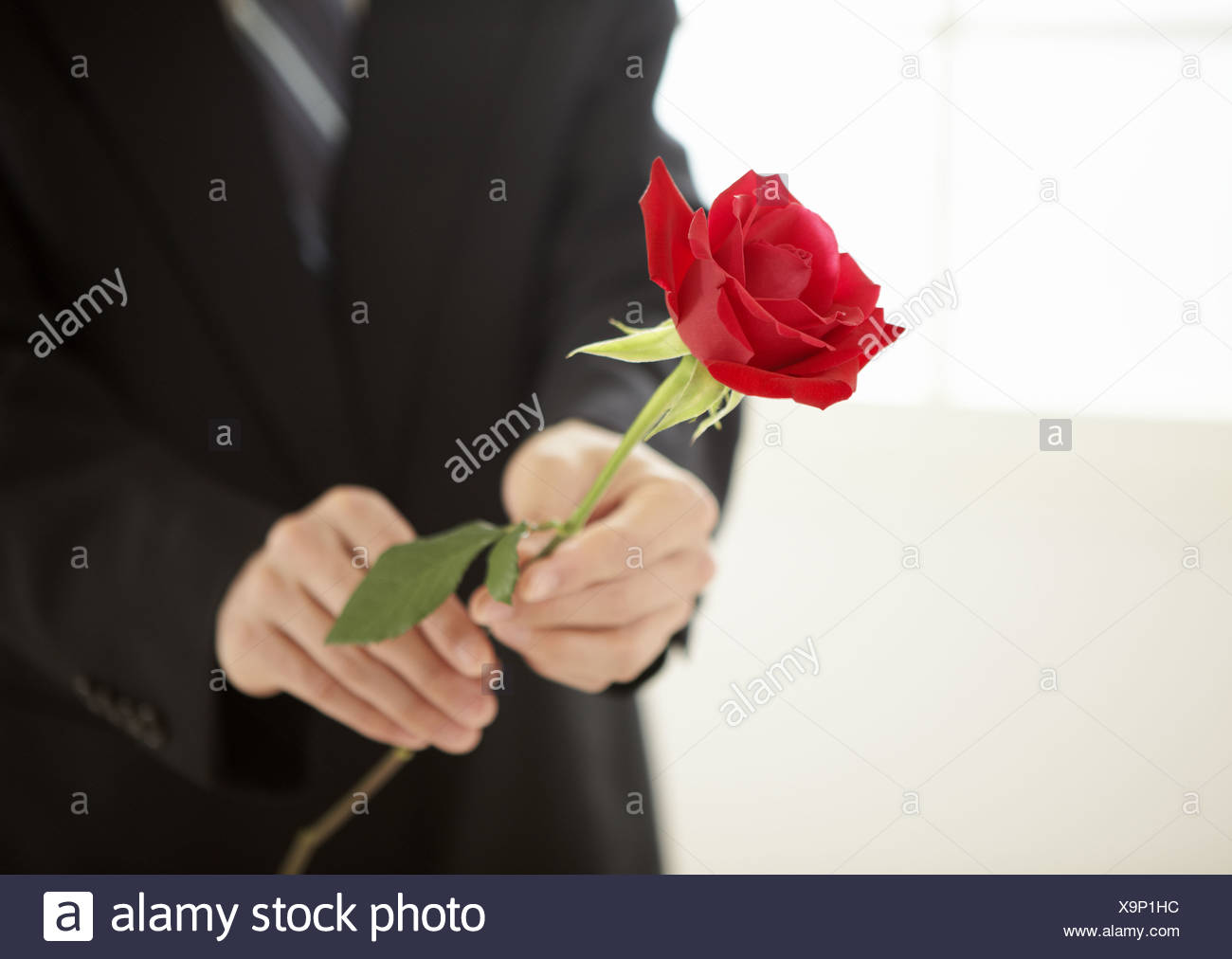 Close Up Of Mans Mains Tenant Une Rose Banque Dimages