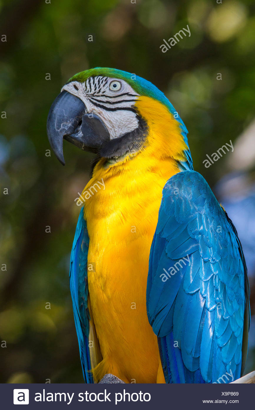 Détails Sur A Doudou Peluche Ikea Perroquet Onskad Oiseau Jaune Bleu Noir Etat Neuf