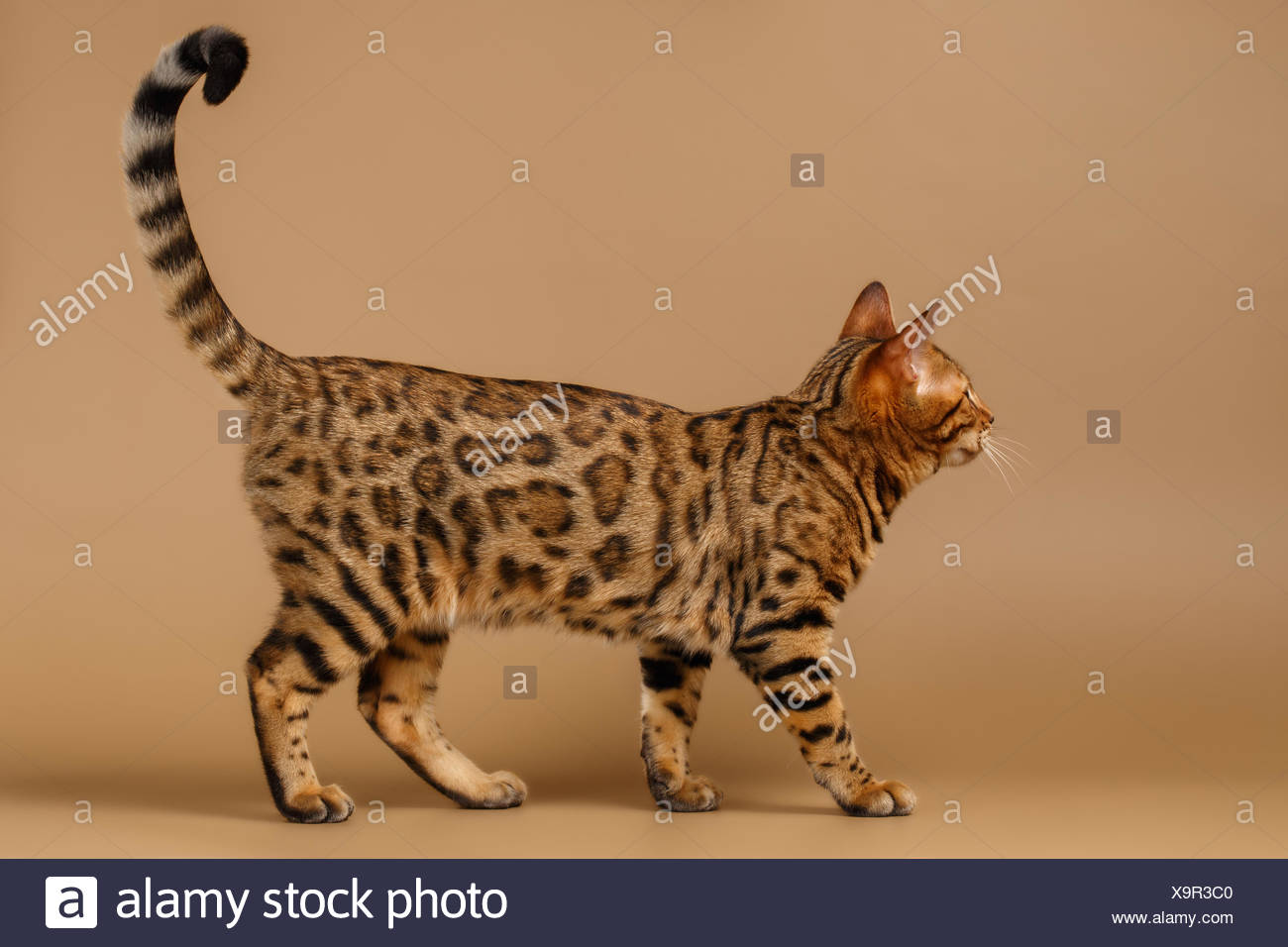 Bengal Chat Marche A Vue De Profil Photo Stock Alamy