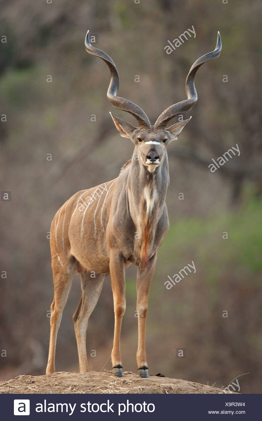 Bull - koudou Tragelaphus strepsiceros, Mana Pools National Park, Zimbabwe Banque D'Images