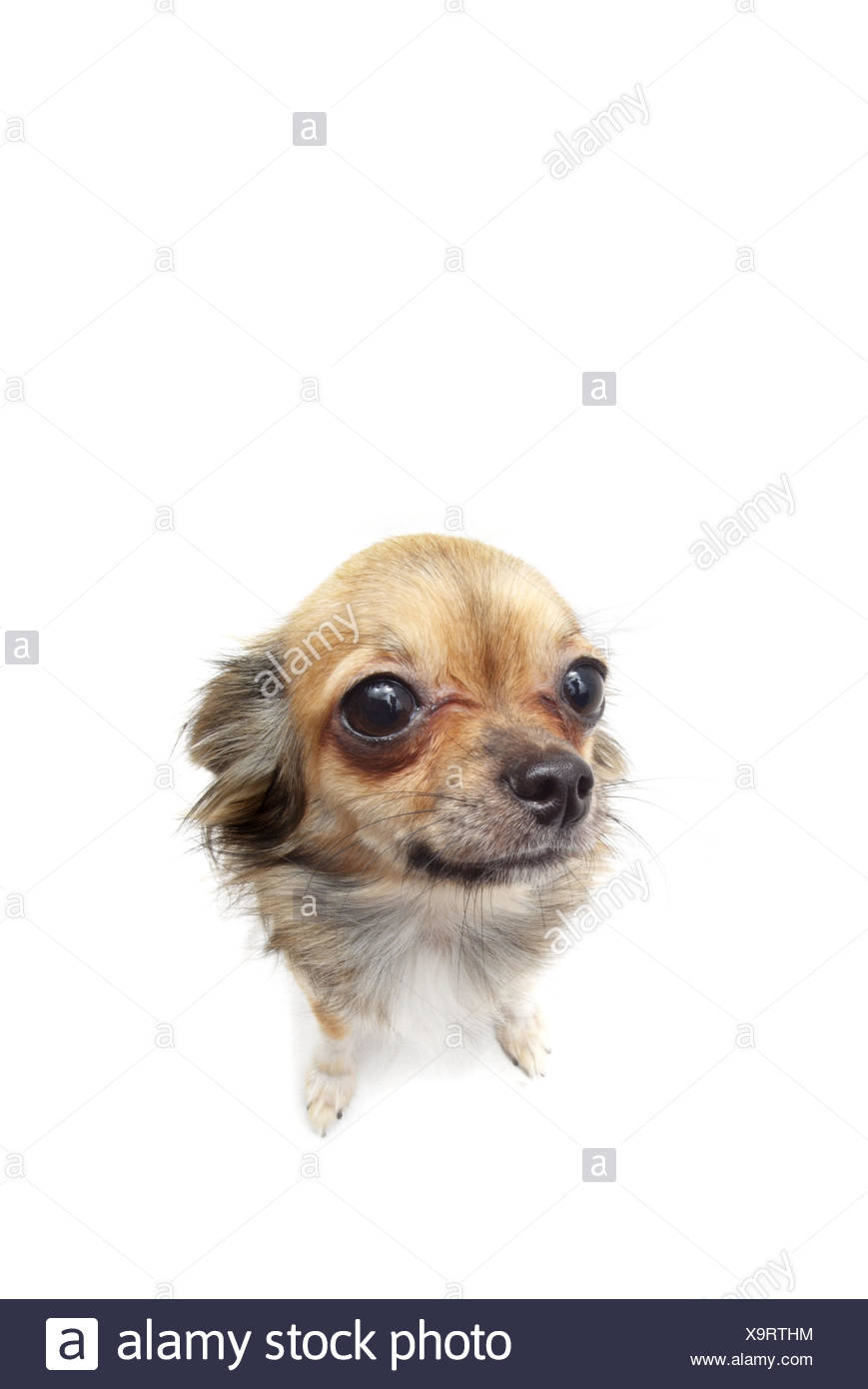 Chien Chihuahua Animal Mammifère Animal De Compagnie