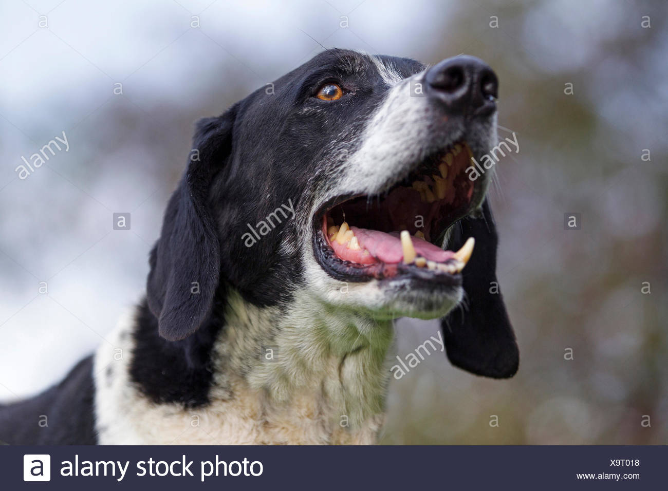 Chien De Race Mixte Braque Allemand X Sexécutant Sur